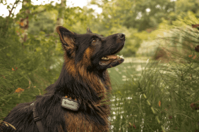 Cody with his Tractive DOG XL Adventure