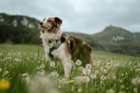 Hana in a meadow with her Tractive DOG XL