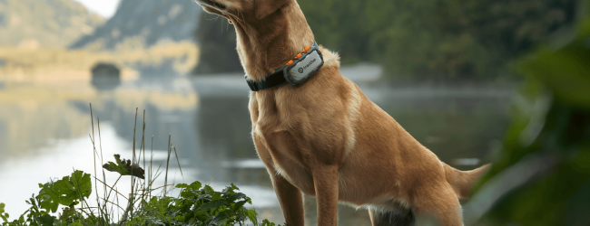 dog with Tractive DOG XL Adventure Edition on its collar in front of lake and mountains