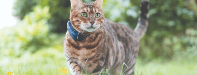 A cat wearing a Tractive GPS tracker