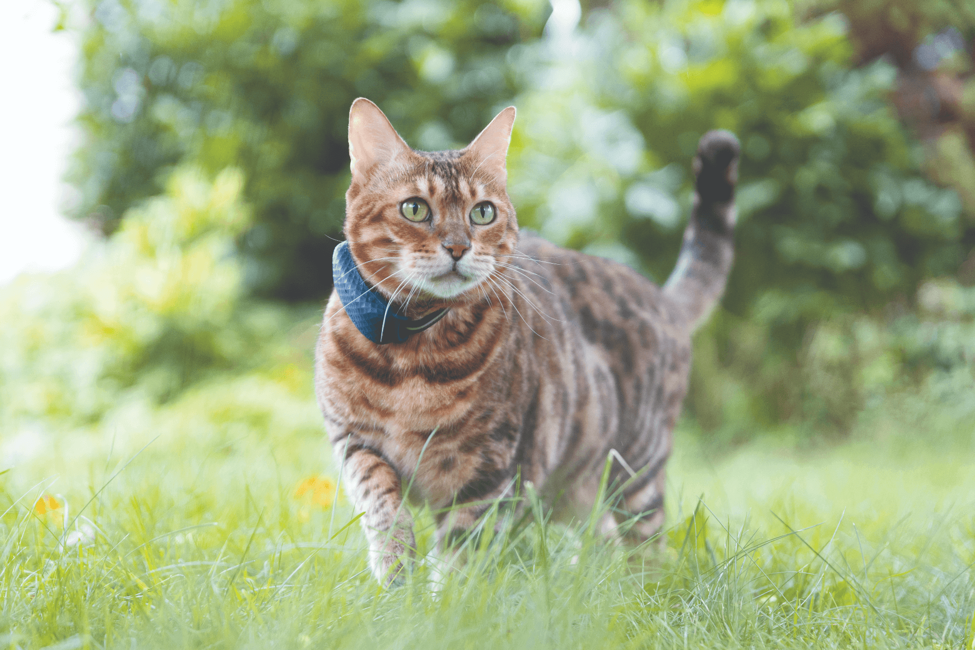 A cat wearing a Tractive GPS tracker